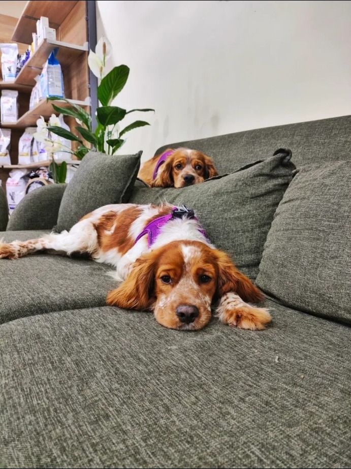 ARMA Veteriner Kliniği bekleme alanındaki iki köpek