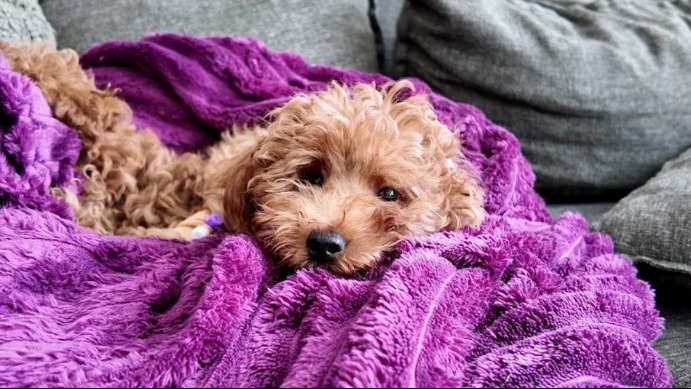 Clover isimli köpek