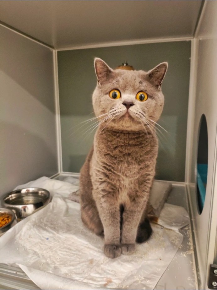 ARMA Veteriner Kliniği kedi hastası